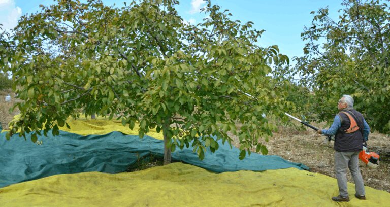 76 yasinda topraga dondu ceviz bahcesi gelir kaynagi oldu xMstzFsv.jpg