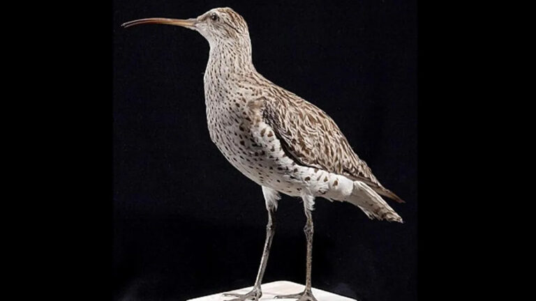 birkac yil once aramizda dolasiyorlardi artik yoklar stInQHOW.jpg