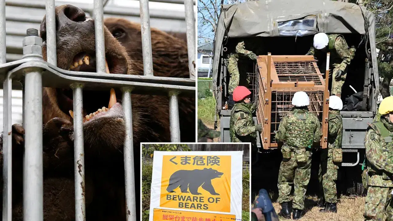 ayi saldirilari kontrolden cikti askerler sahaya iniyor 1CV1LlO8.jpg