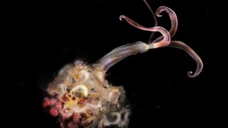 bilim insanlari uyardi zombi solucanlar yok oluyor NKa12w3u.jpg