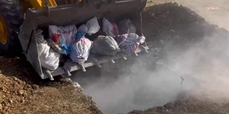 hakkaride hayvan katliami yuzlerce hayvan canli canli gomuldu wiJGWjmr.jpg